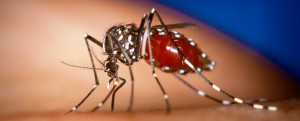 Citizens urged to expect increase in mosquito breeding due to rains