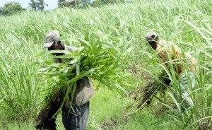 Clarendon cane farmers upset with Govt