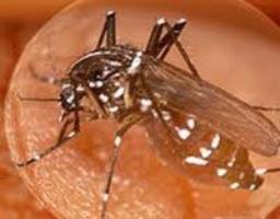 Jamaicans urged to be on alert as Zika Virus reported in the region