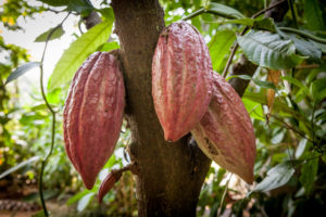 Cocoa price increases