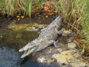 NEPA appeals to citizens to desist from killing and consuming crocodiles