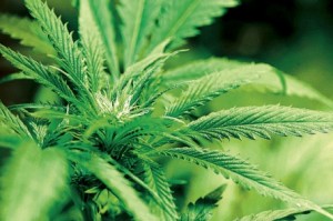 US bill on ganja a positive sign for Jamaica