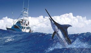 Six marlins have been tagged and released in 2018 Port Antonio Marlin tournament