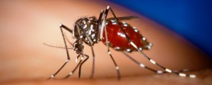 JTA concerned about number of children who died after contracting dengue