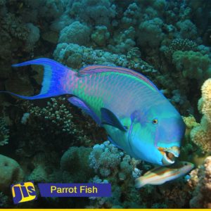 PM Holness urges citizens to rethink consumption of parrot fish