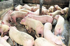 Farmers concerned over lack of animal feed