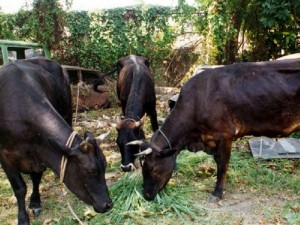 JAS urges farmers to secure animals, following 2 fatal crashes involving cattle in Westmoreland, this week
