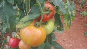 Brace for fall off in tomato production